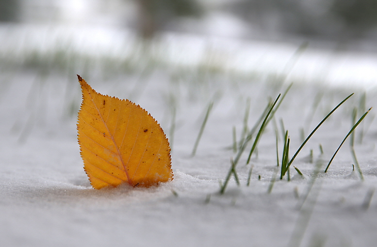 newfall_leaf_in_the_snow.jpg