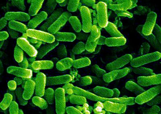 e.coli-ed01.jpg