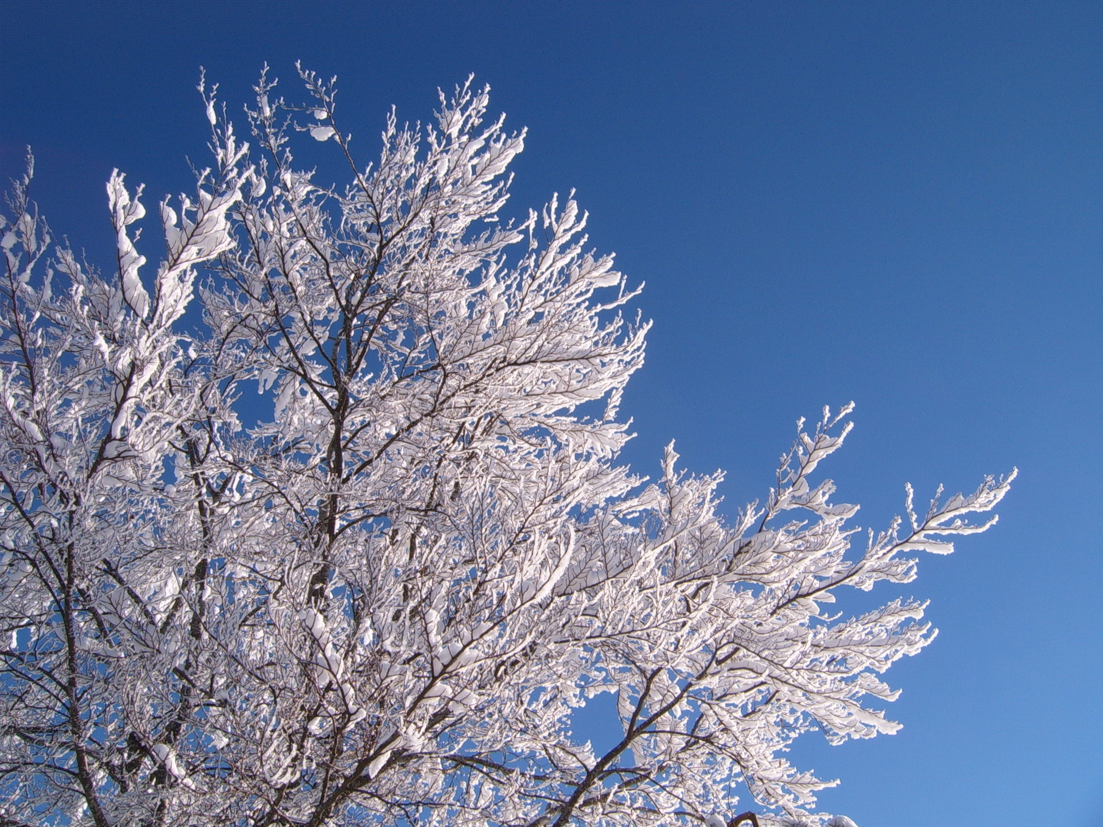 Winter_tree2.jpg