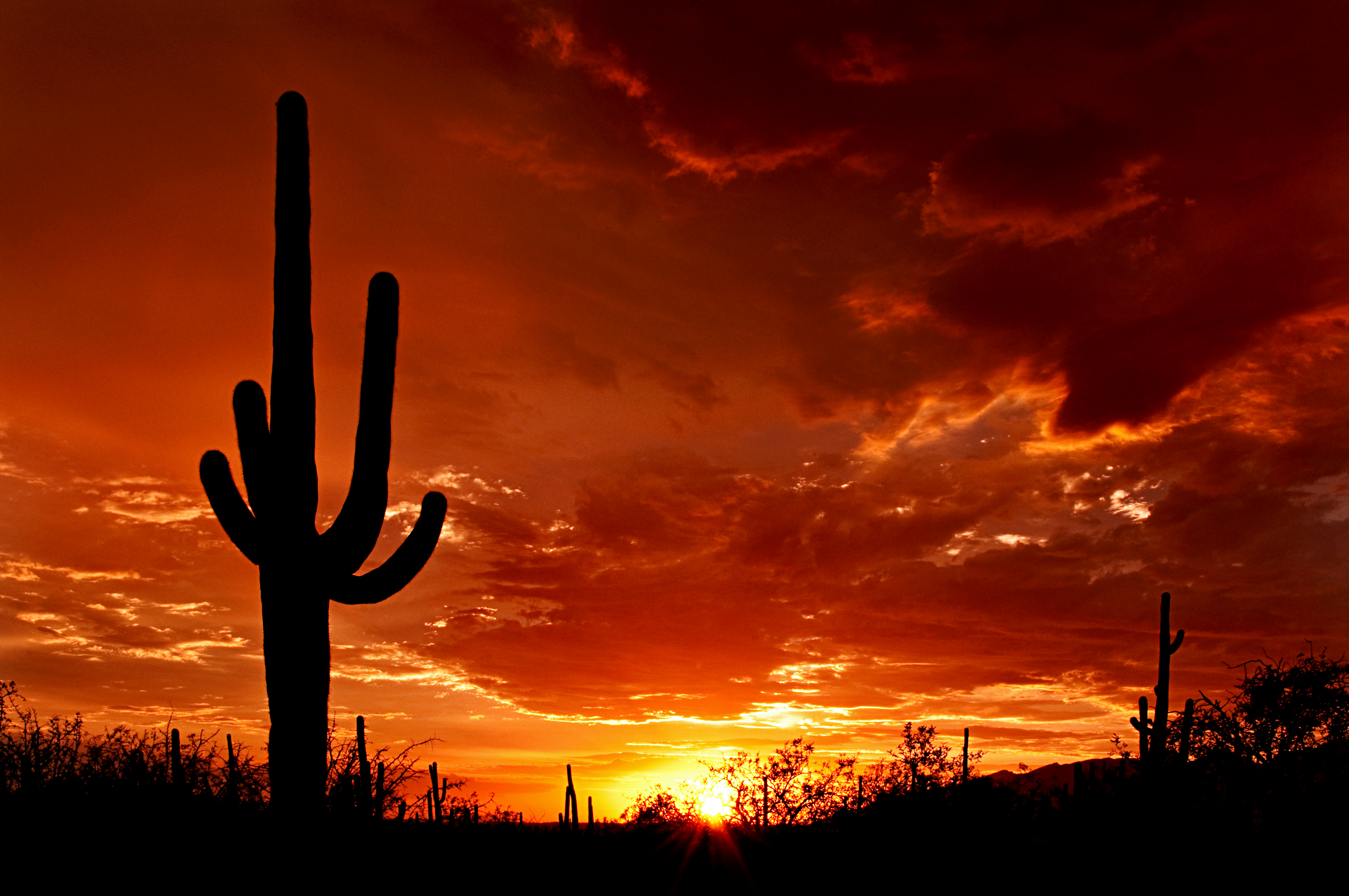 Saguaro_Sunset.jpg