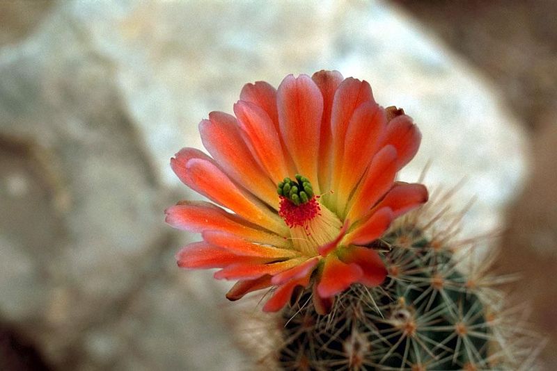 800px-Bright_red_cactus_flower.jpg