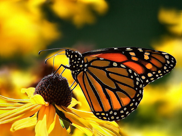 newmonarch-butterfly-2-flower.jpg