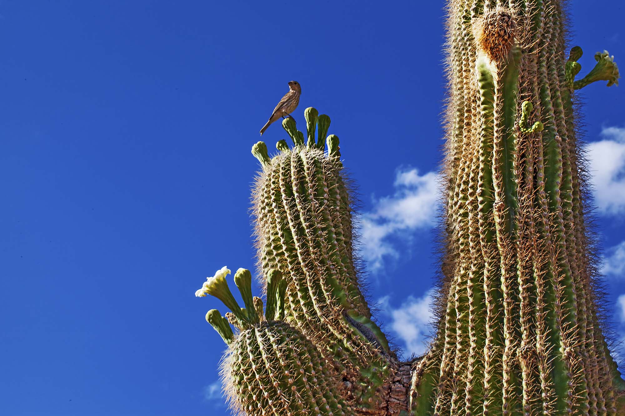 saguaro_house_finch_MG_1342.jpg